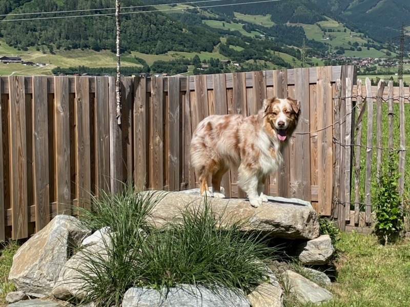 Sfeerbeelden zomer | hond op rots