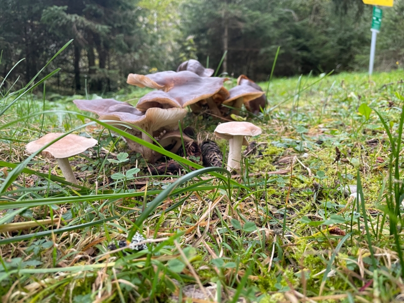 Sfeerbeelden zomer | paddenstoelen