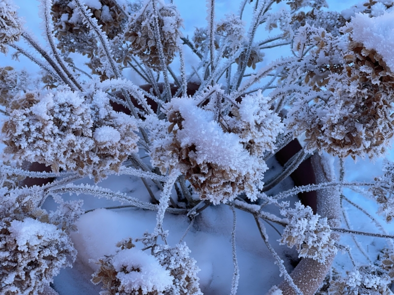 Sfeerbeelden winter | sneeuwplant